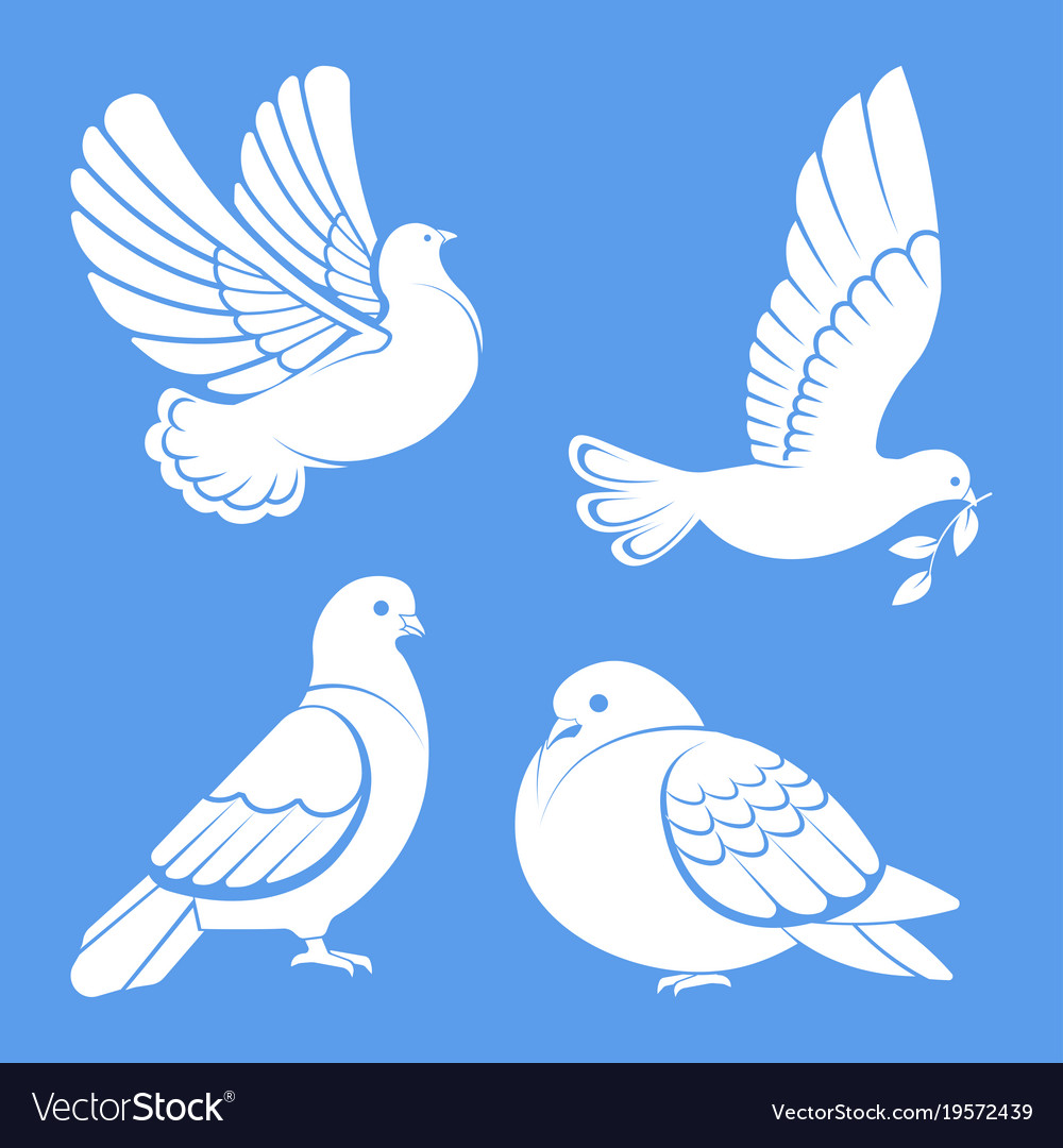 Pigeon or dove white bird flying with spread Vector Image