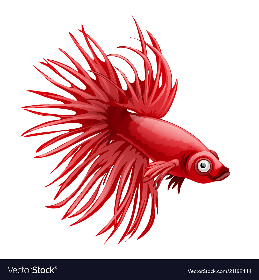 Cartoon red betta fish siamese fighting fish Vector Image