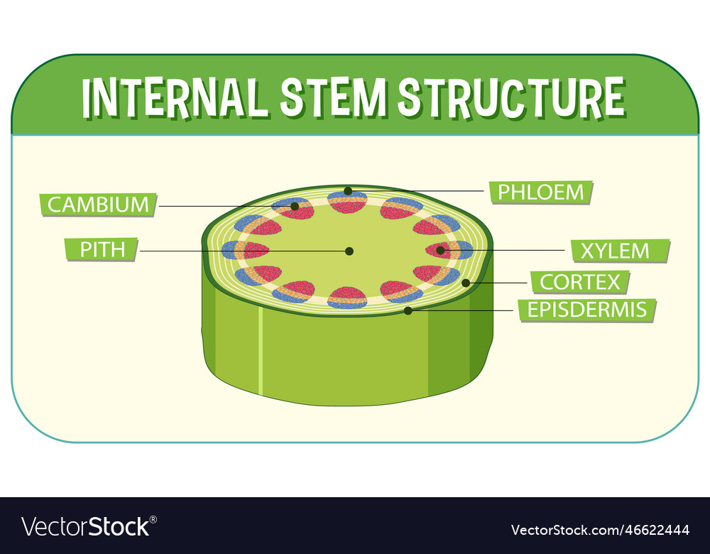 Internal structure of stem diagram Royalty Free Vector Image