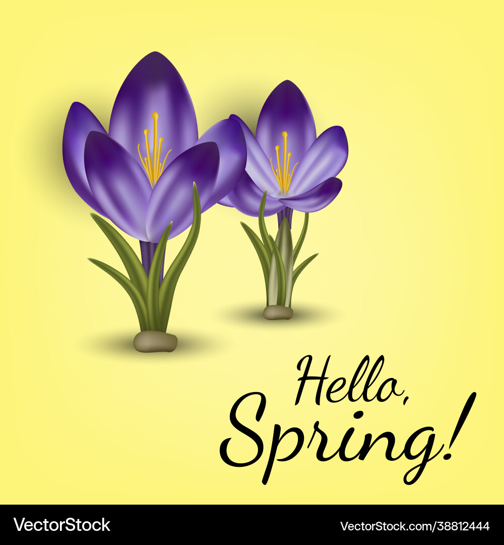 Realistic spring flower crocus use for postcards Vector Image