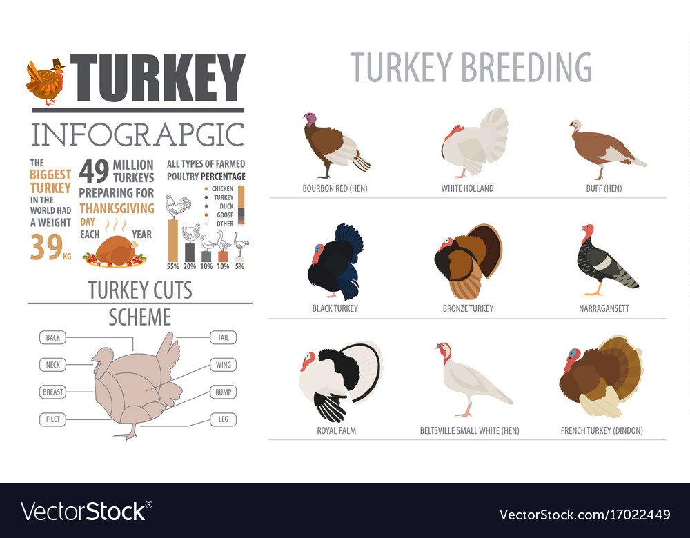 Poultry farming infographic template turkey Vector Image