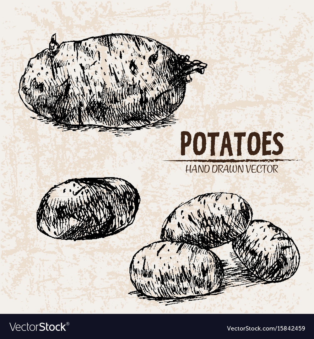 Характеристика сорта вектор. Картофель вектор. Potato вектор. Картошка рисунок вектор. Мешок картошки вектор.