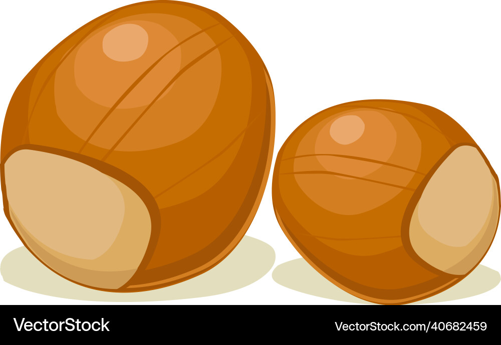 Hazelnut fruit Royalty Free Vector Image - VectorStock