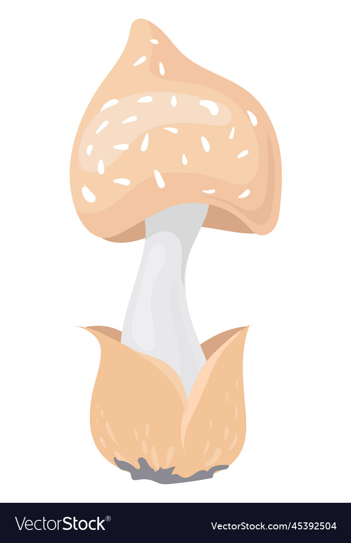 Death cap mushroom cartoon icon unedible fungus