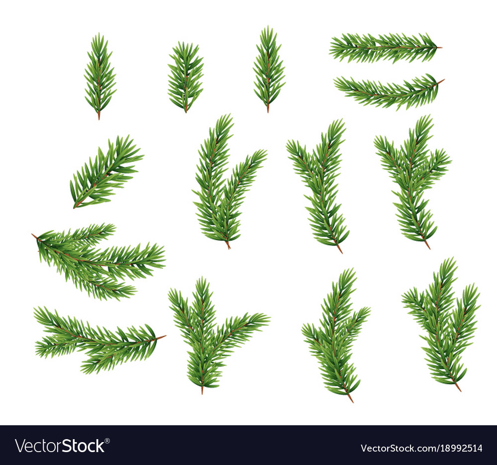 Collection set realistic fir branches Royalty Free Vector