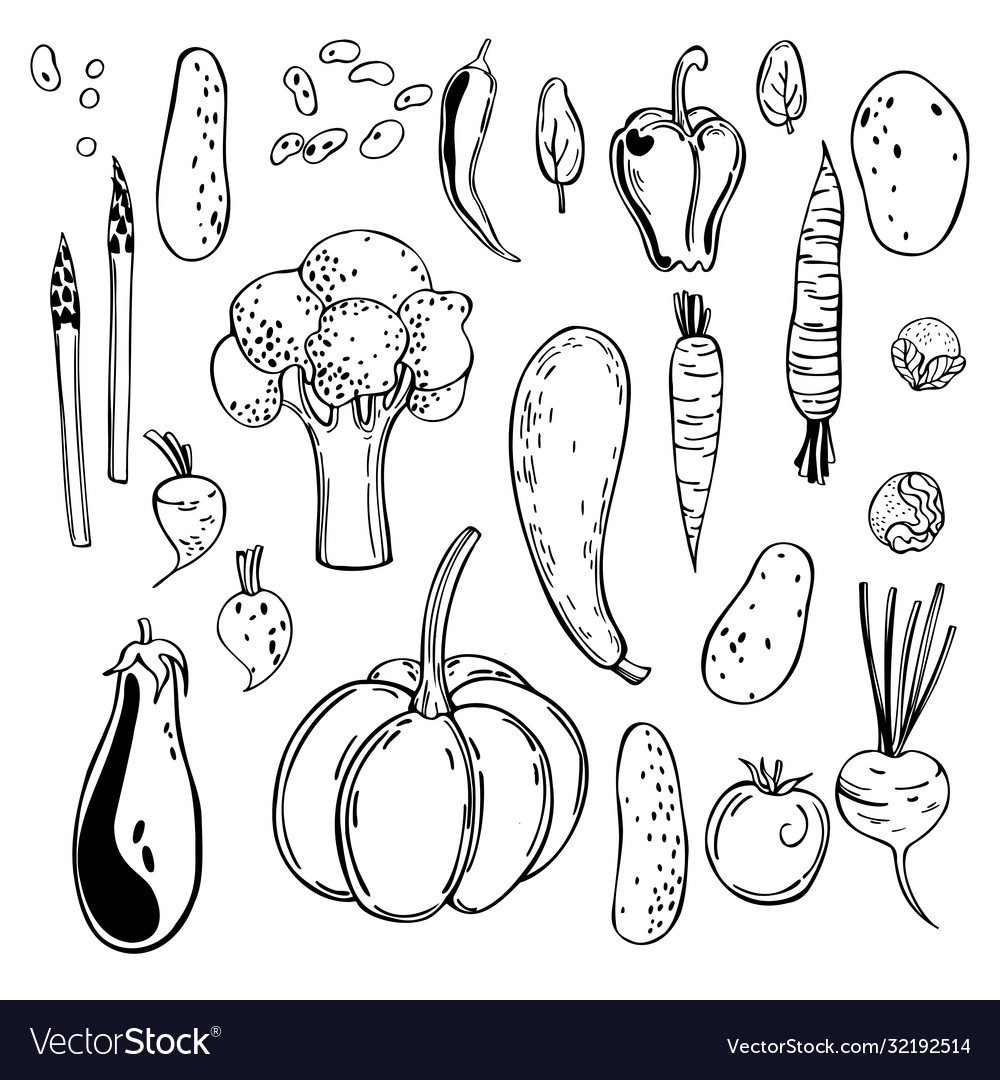 Hand drawn vegetables sketch Royalty Free Vector Image