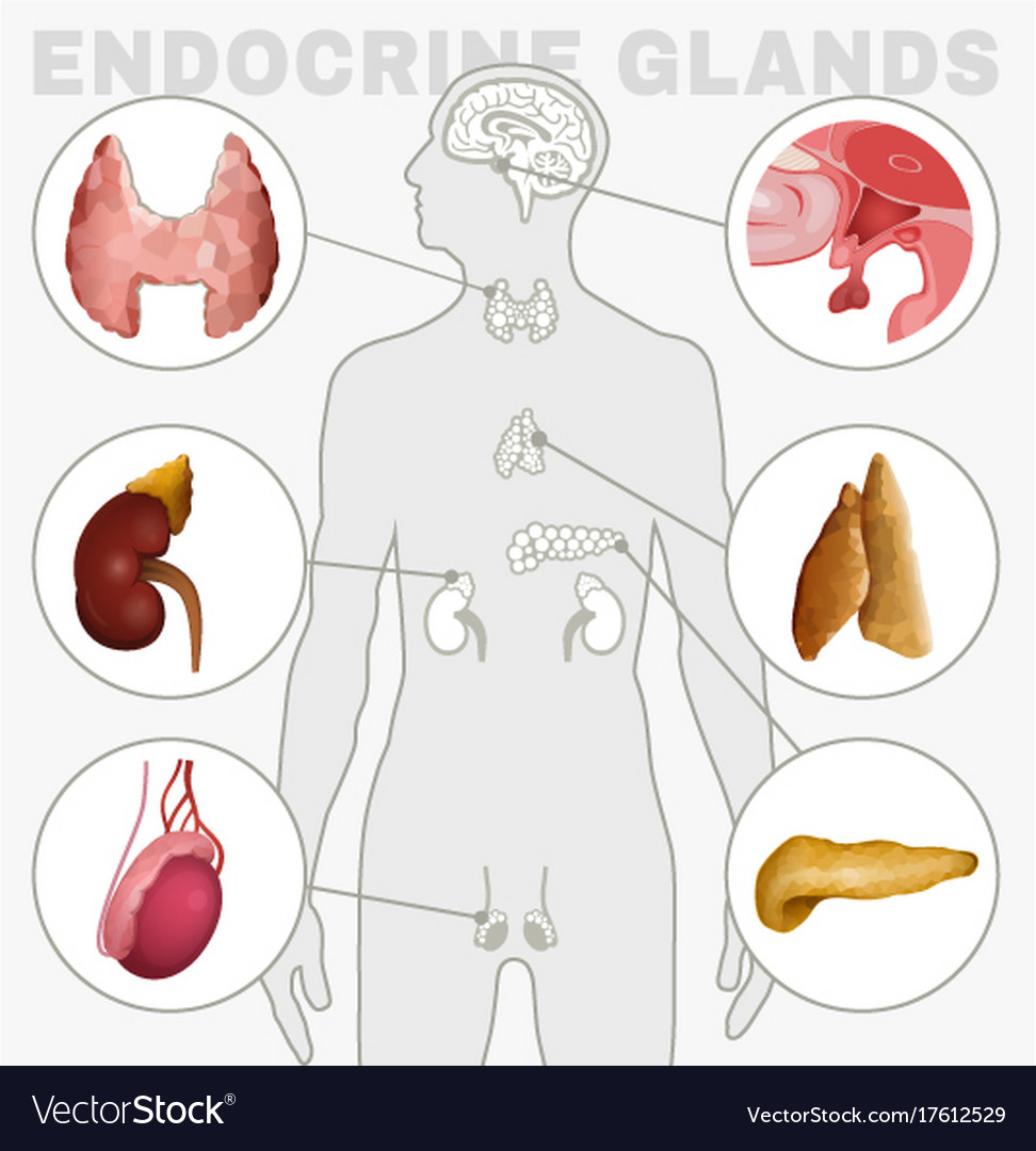 Endocrine glands image Royalty Free Vector Image