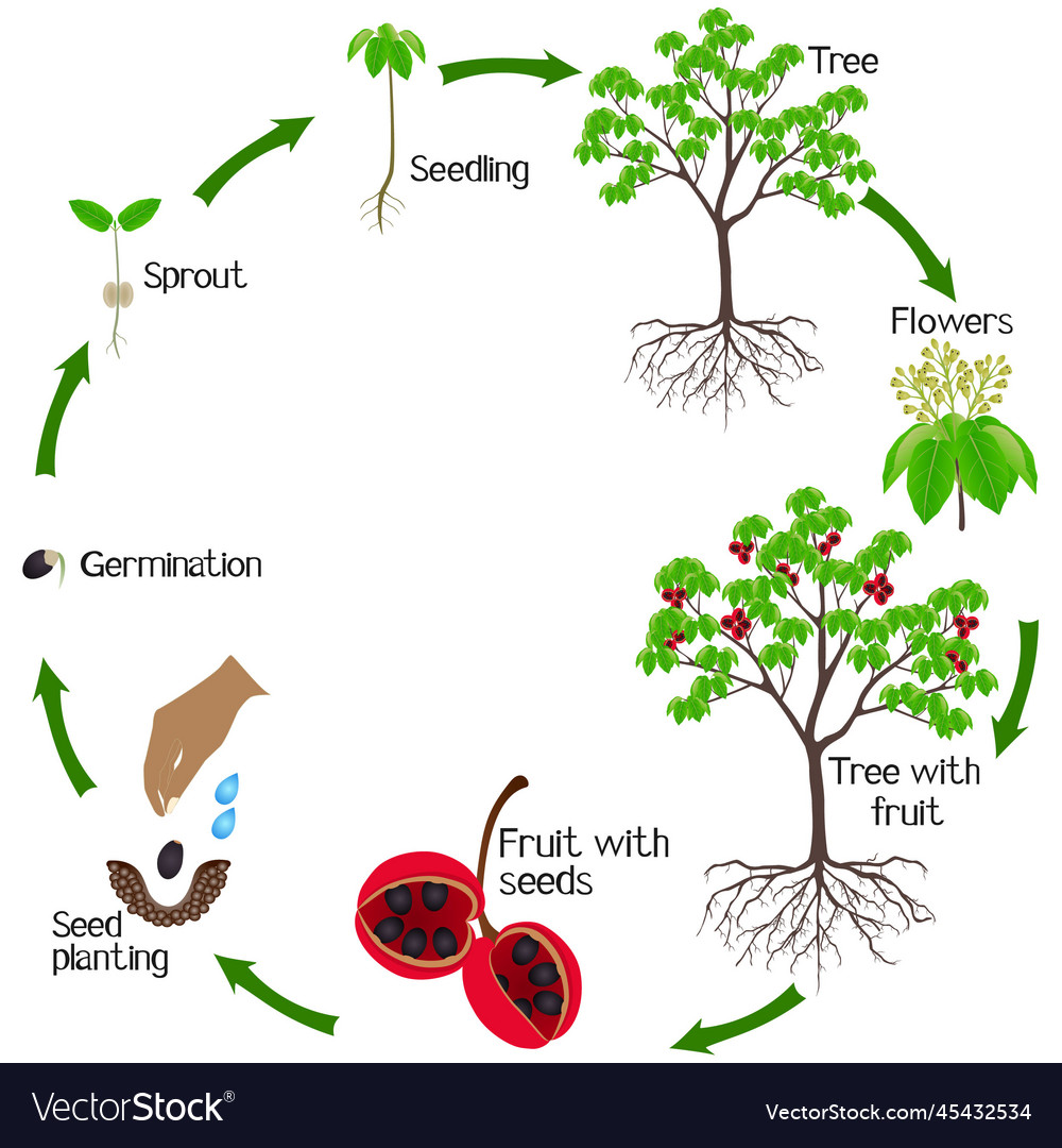 A growth cycle of sterculia quadrifida tree Vector Image