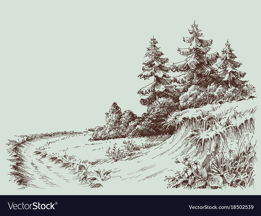 Nature Drawing A Path In Pine Forest Royalty Free Vector