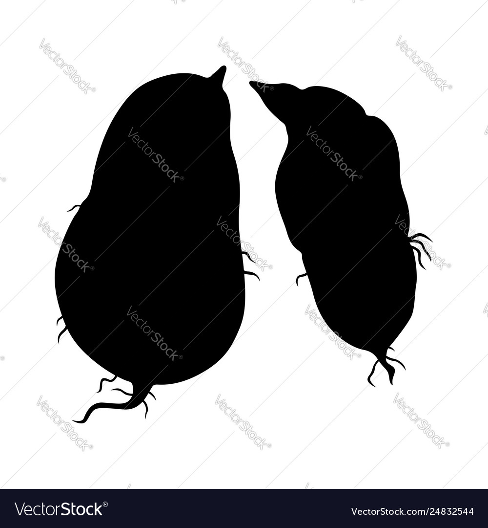 Sweet potato Royalty Free Vector Image - VectorStock