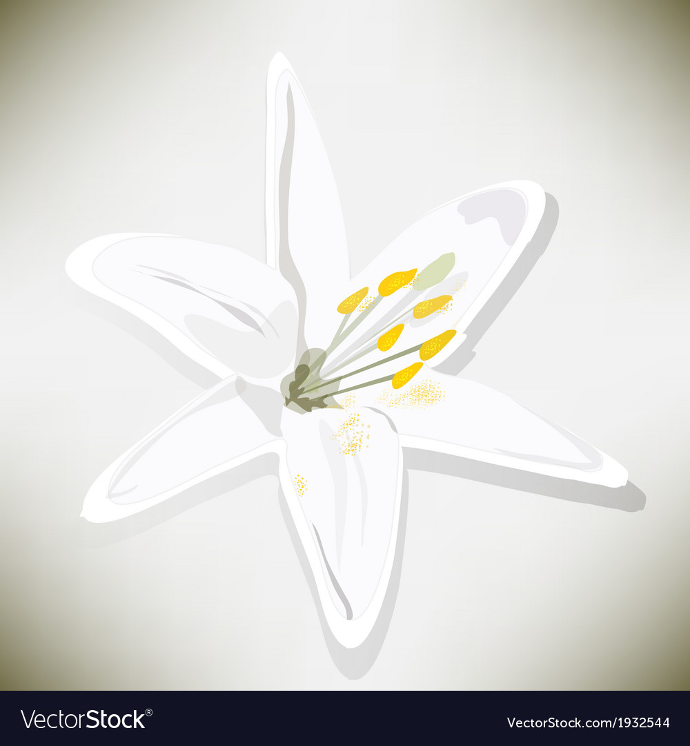 White lily on a gray background