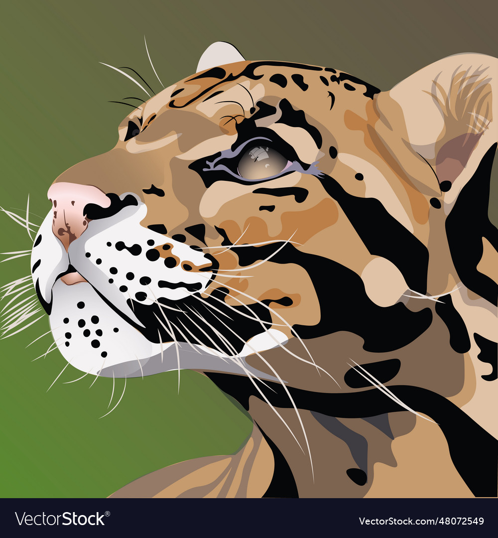 A clouded leopard