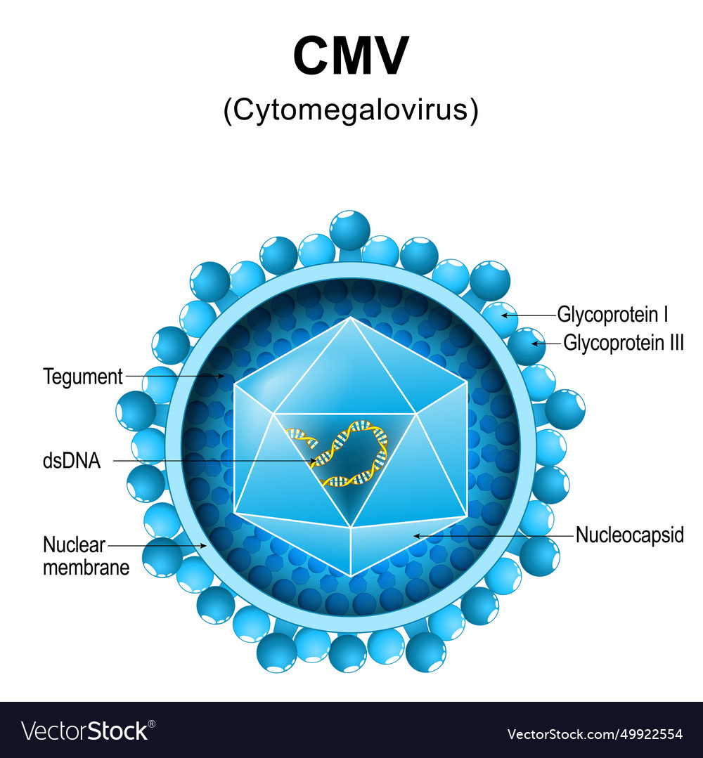 Cytomegalovirus cmv structure close-up Royalty Free Vector