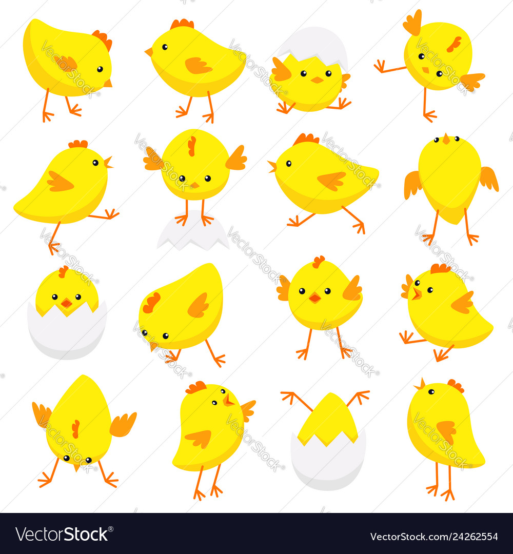 Eastern chicks in various poses isolated on white vector image Eastern chicks in various poses isolated on white