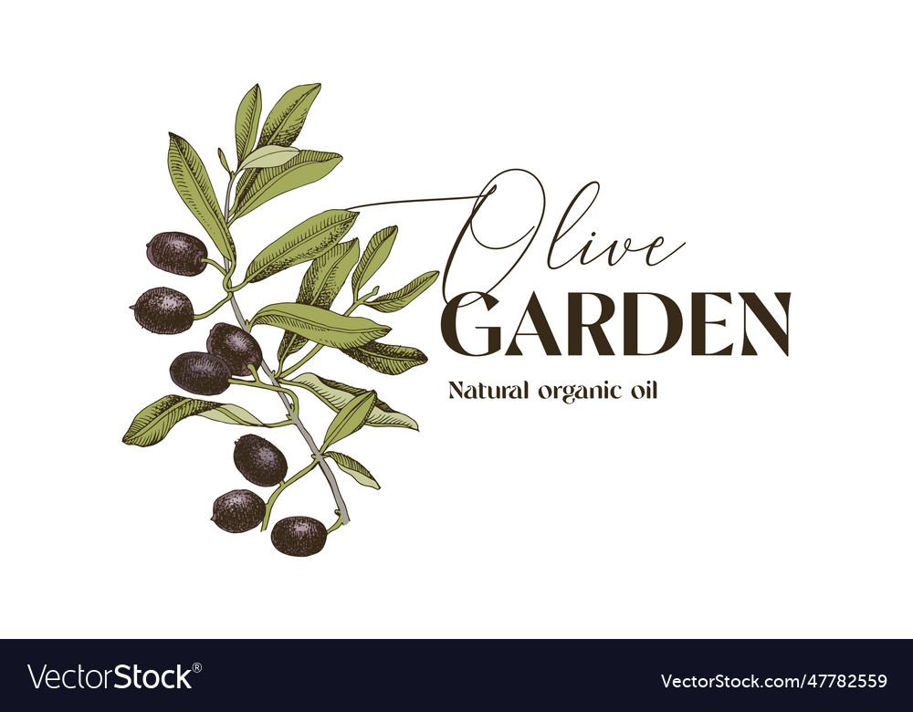 Olive Garden Logo Vector