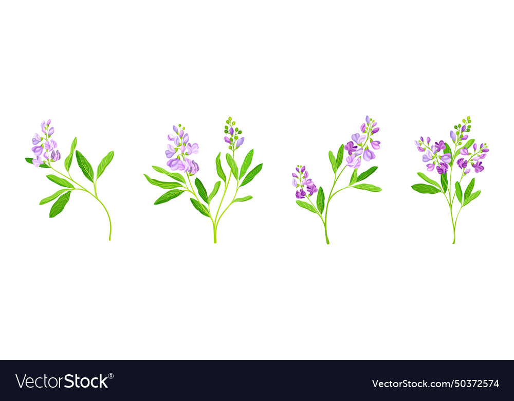 Blooming alfalfa plant with purple floret Vector Image