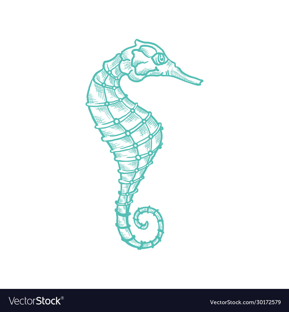 Sketch seahorse oceanairum animal art line icon Vector Image