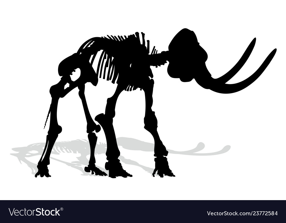 Skeleton of mammoth