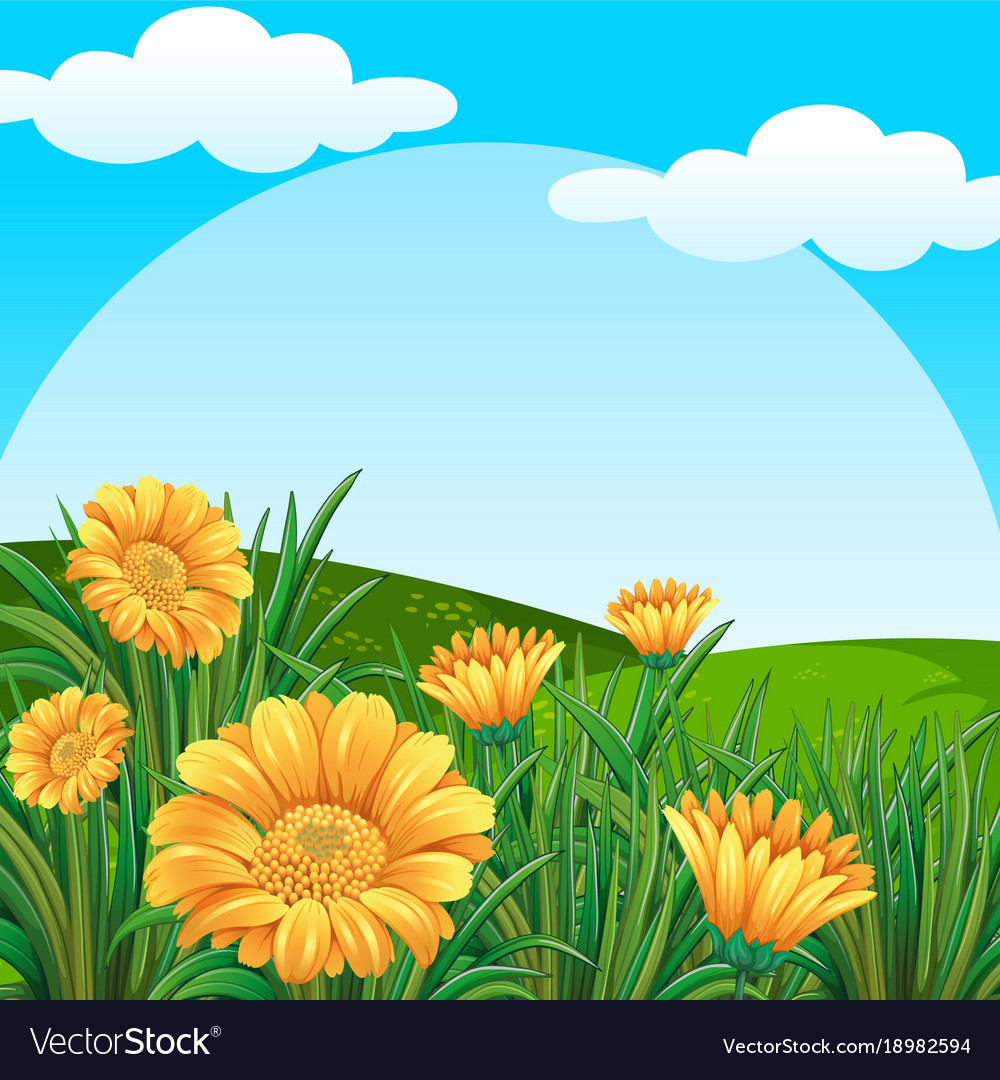 Background scene with yellow flowers in field Vector Image