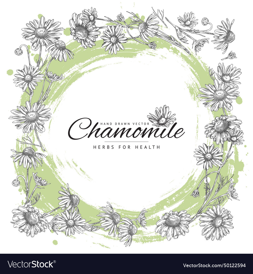 Template frame with chamomile square Royalty Free Vector