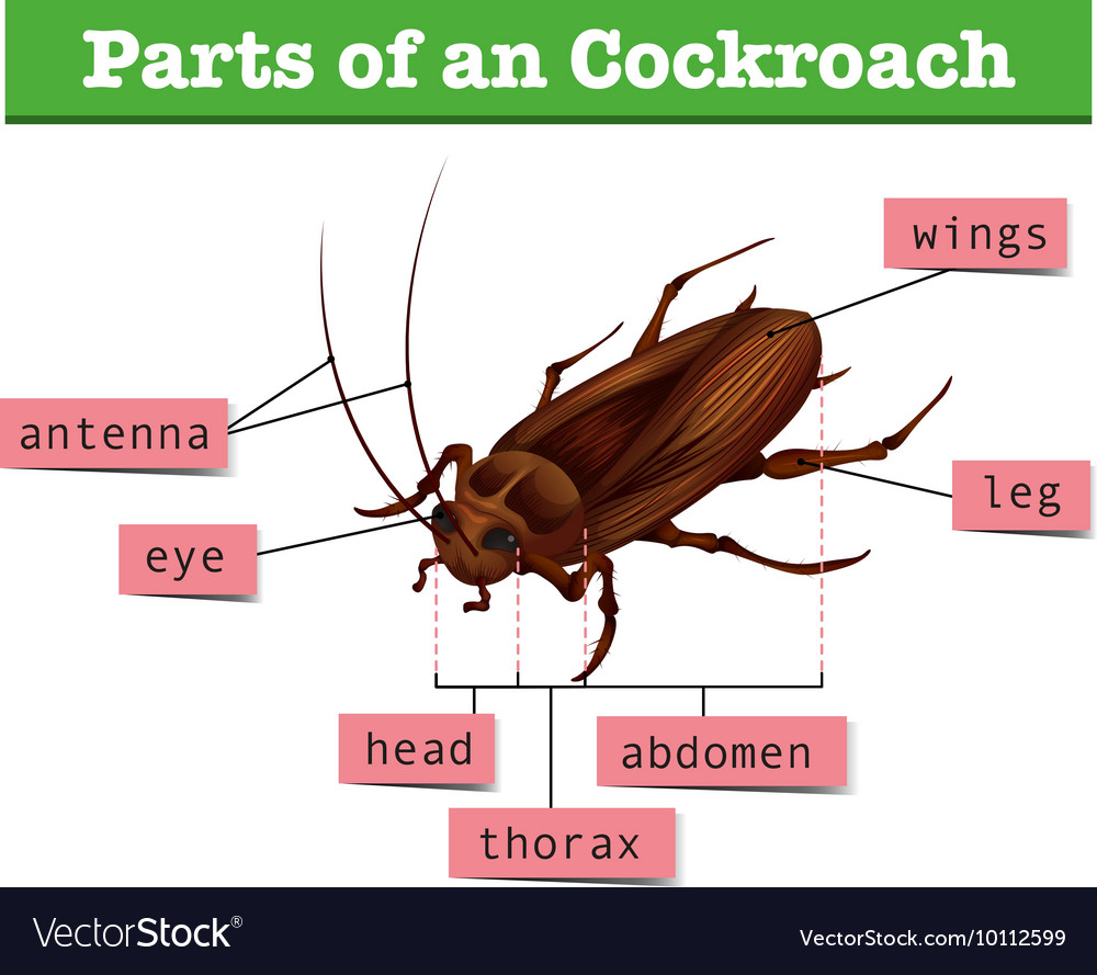 diagram-showing-parts-cockroach-royalty-free-vector-image