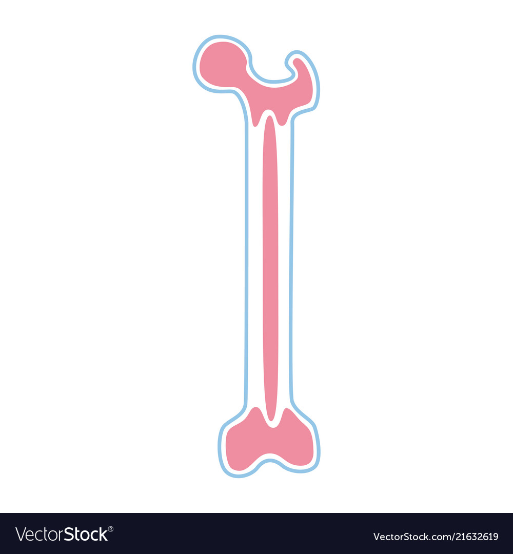 Bone marrow Royalty Free Vector Image - VectorStock Bone marrow Royalty Free Vector Image - VectorStock