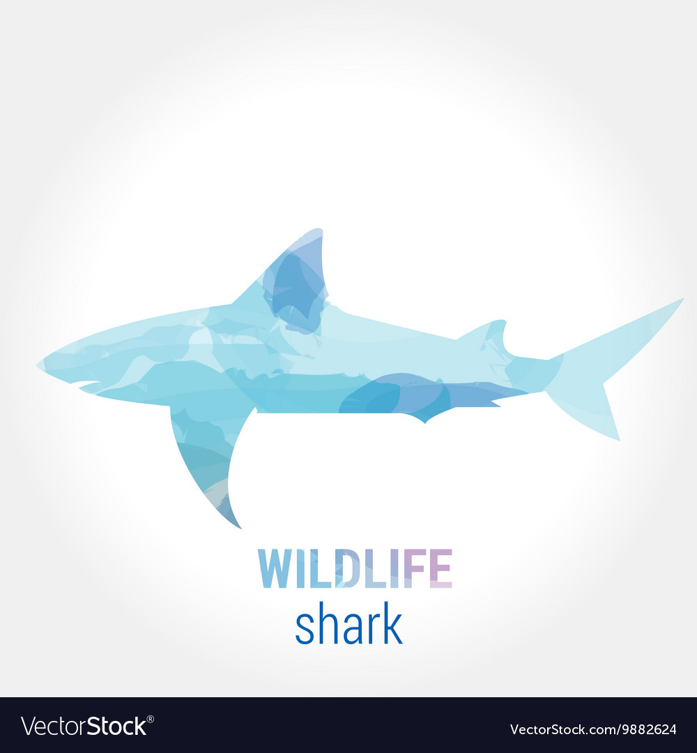 Wildlife Banner Fish Shark Royalty Free Vector Image