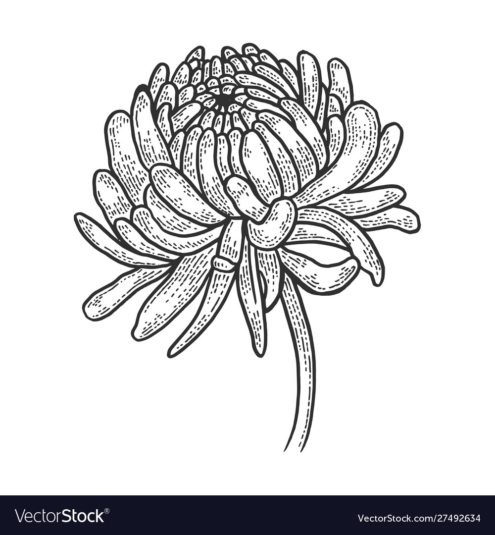 Chrysanthemum flower sketch engraving Royalty Free Vector