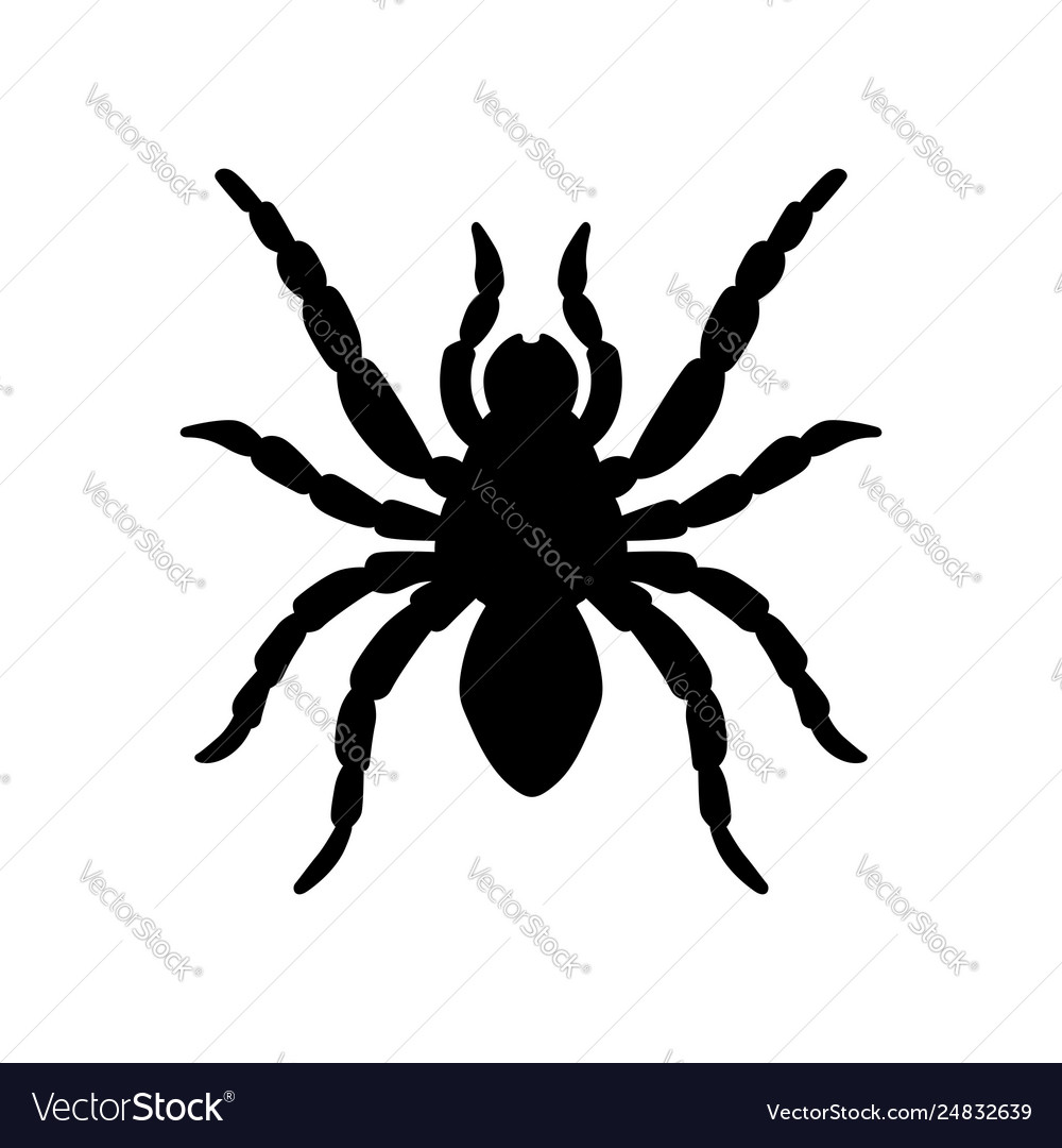 Tarantula Royalty Free Vector Image - VectorStock