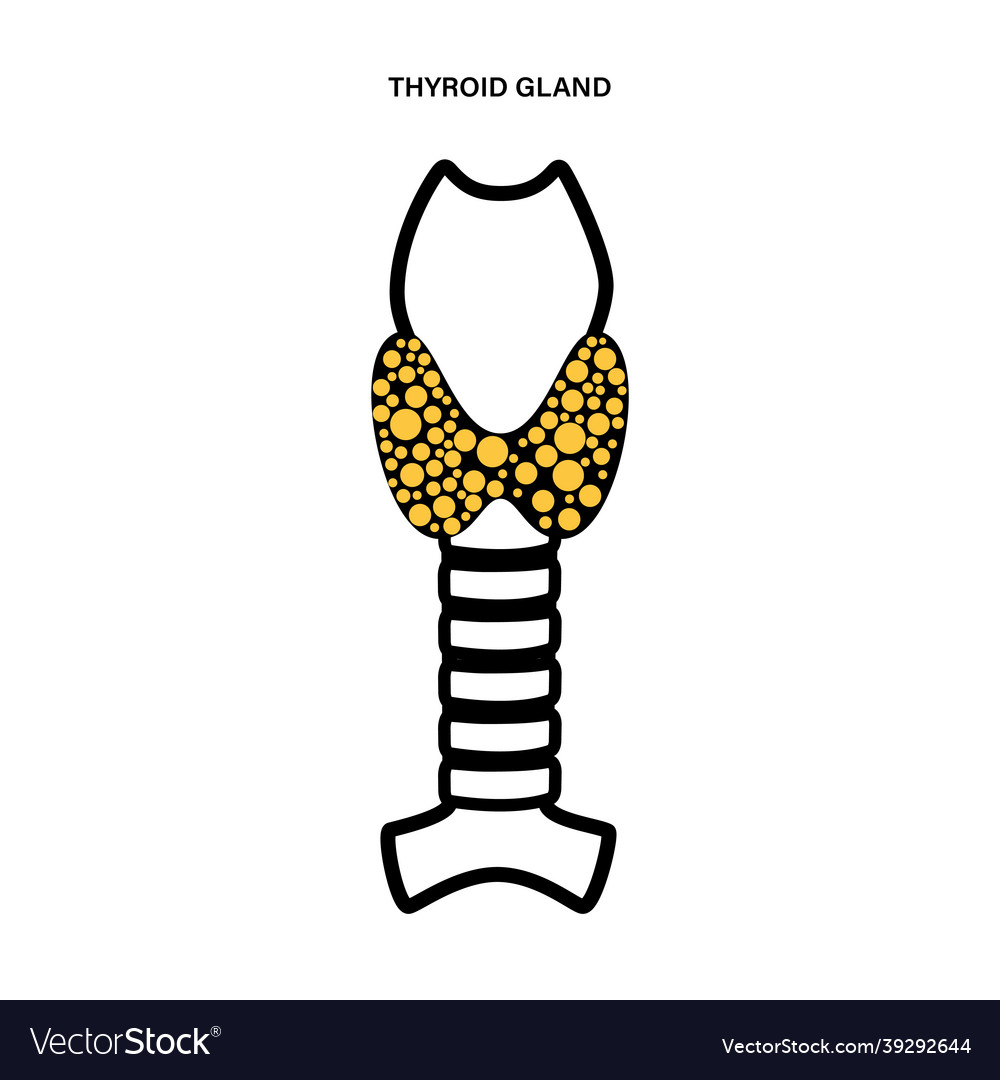 Thyroid gland anatomy Royalty Free Vector Image