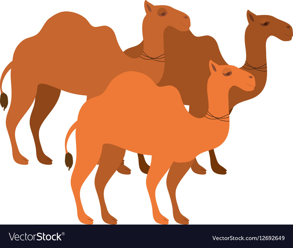 Animal figure camels cartoon Royalty Free Vector Image