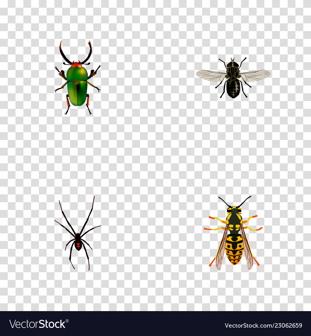 Set of insect realistic symbols with fly spider