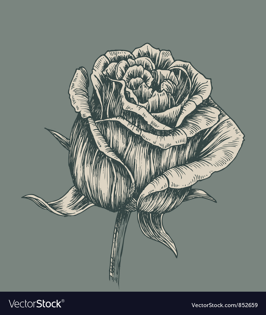 тату эскизы. розы графикой. розочки графика. розы графикой. цветы в графике.