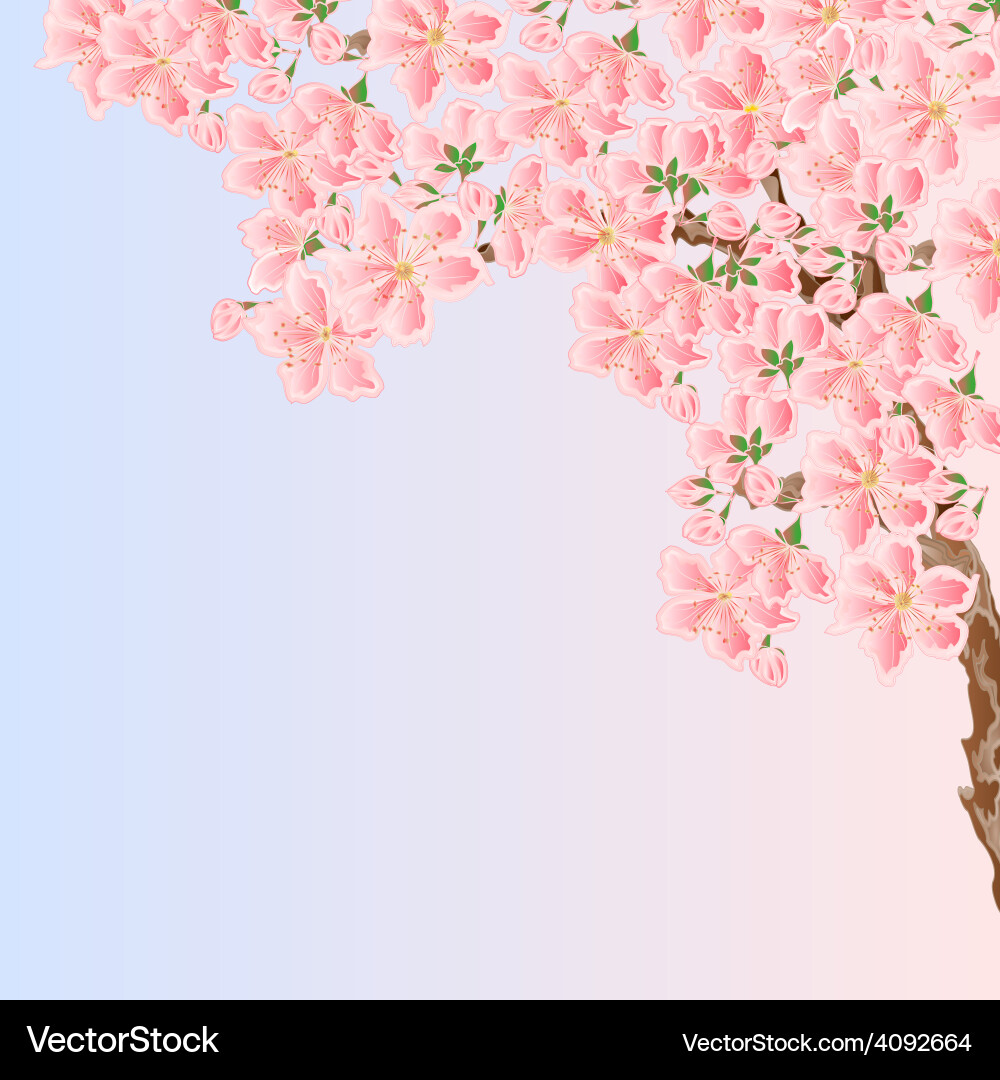 Cherry sakura blossoms spring background Vector Image