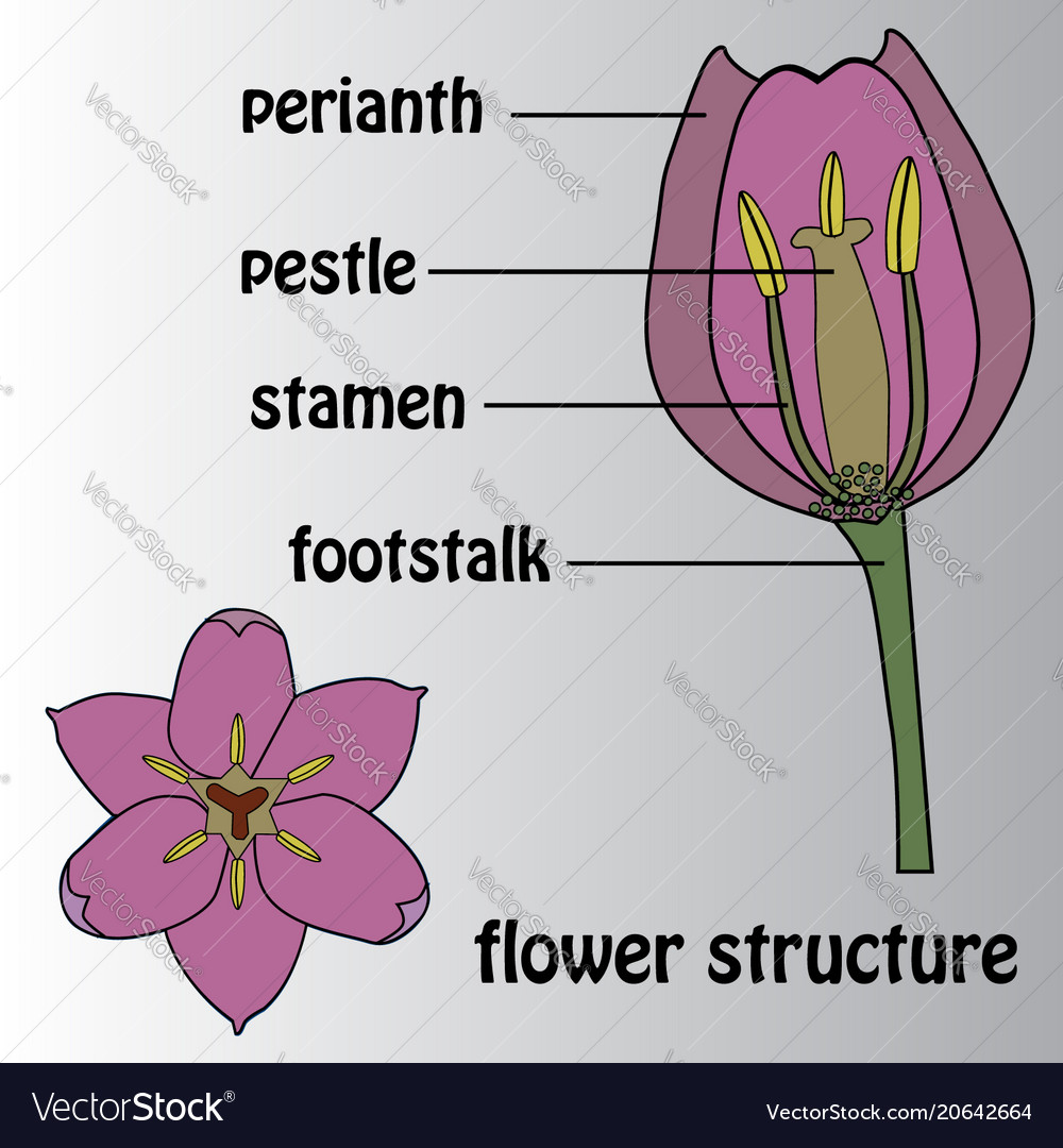 Poster on the theme of the flower structure Vector Image