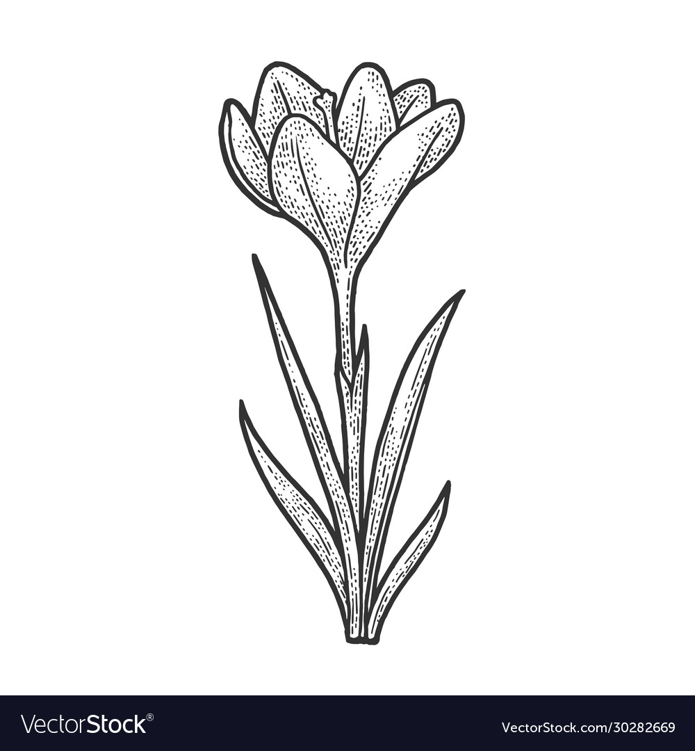 saffron flower drawing