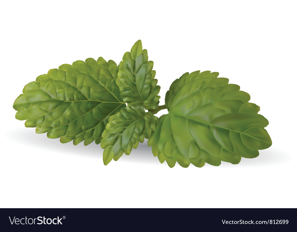 Mint leaves Royalty Free Vector Image VectorStock