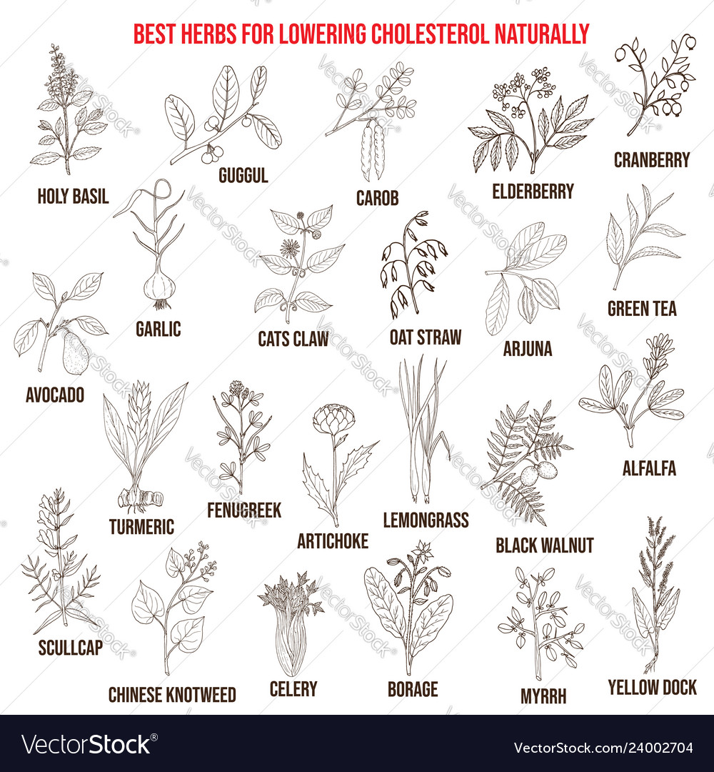 Best medicinal herbs for lowering cholesterol Vector Image