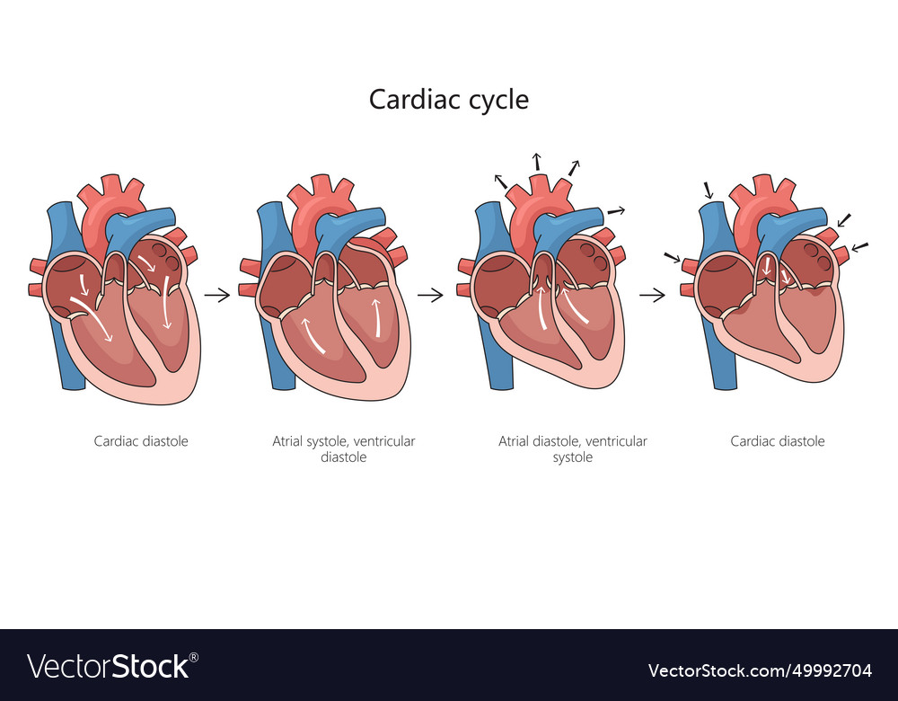 Cardiac cycle diagram medical science Royalty Free Vector