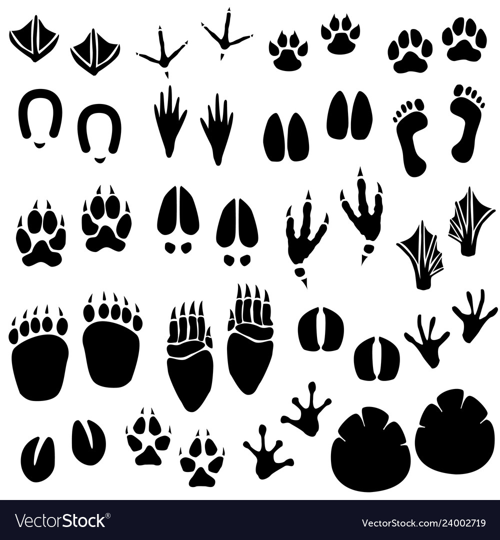 Animal footprint track a set of footprint Vector Image