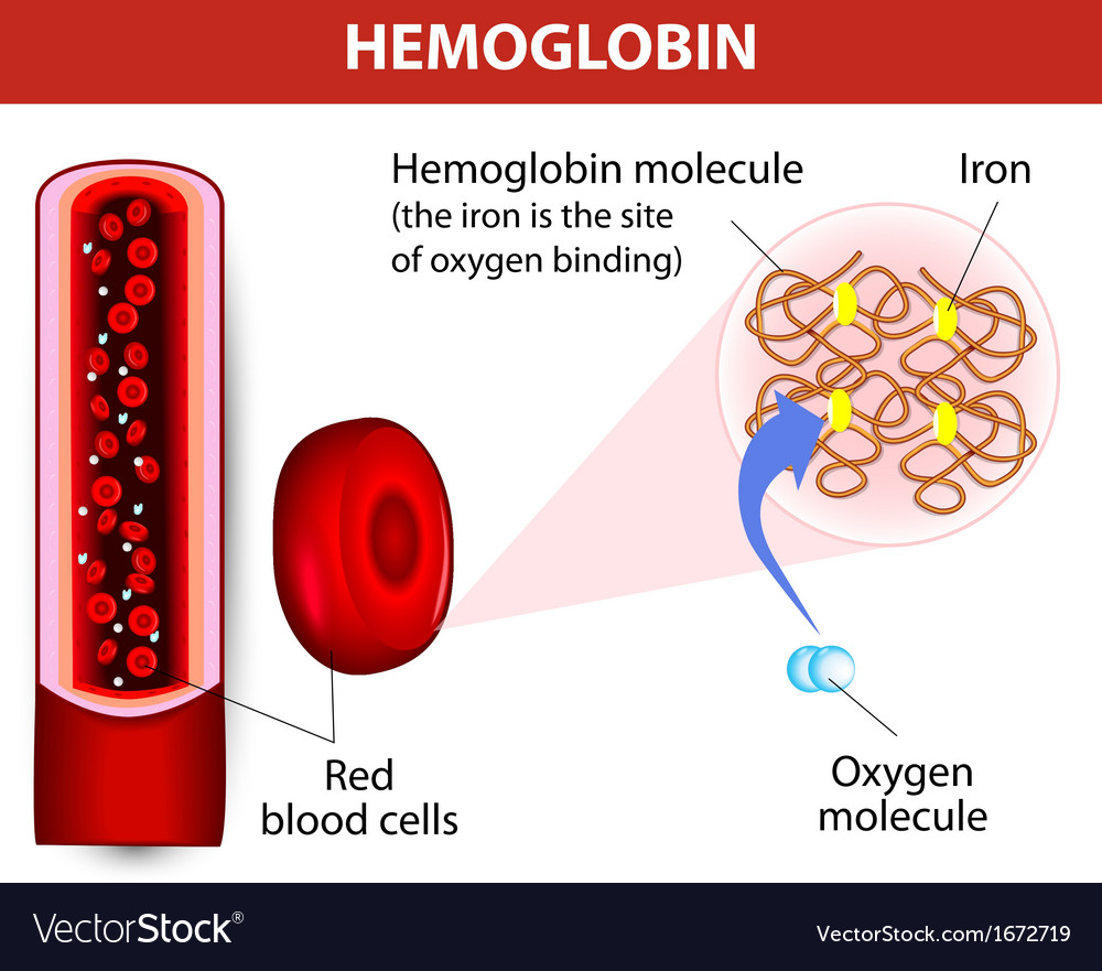 Molecule haemoglobin