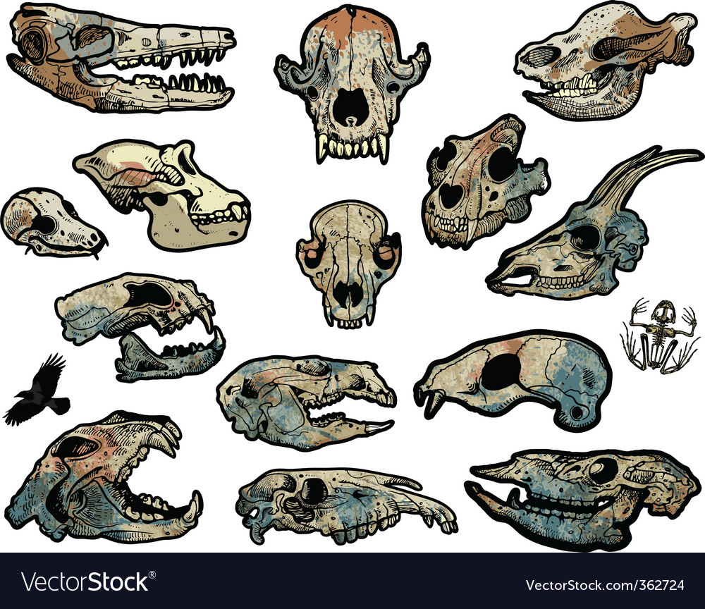 Animal skulls Royalty Free Vector Image - VectorStock