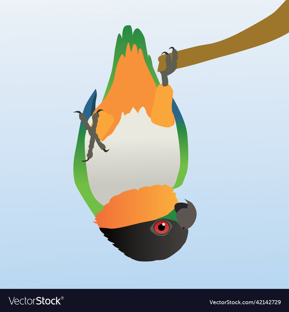 A black headed caique parrot hanging upside down Vector Image
