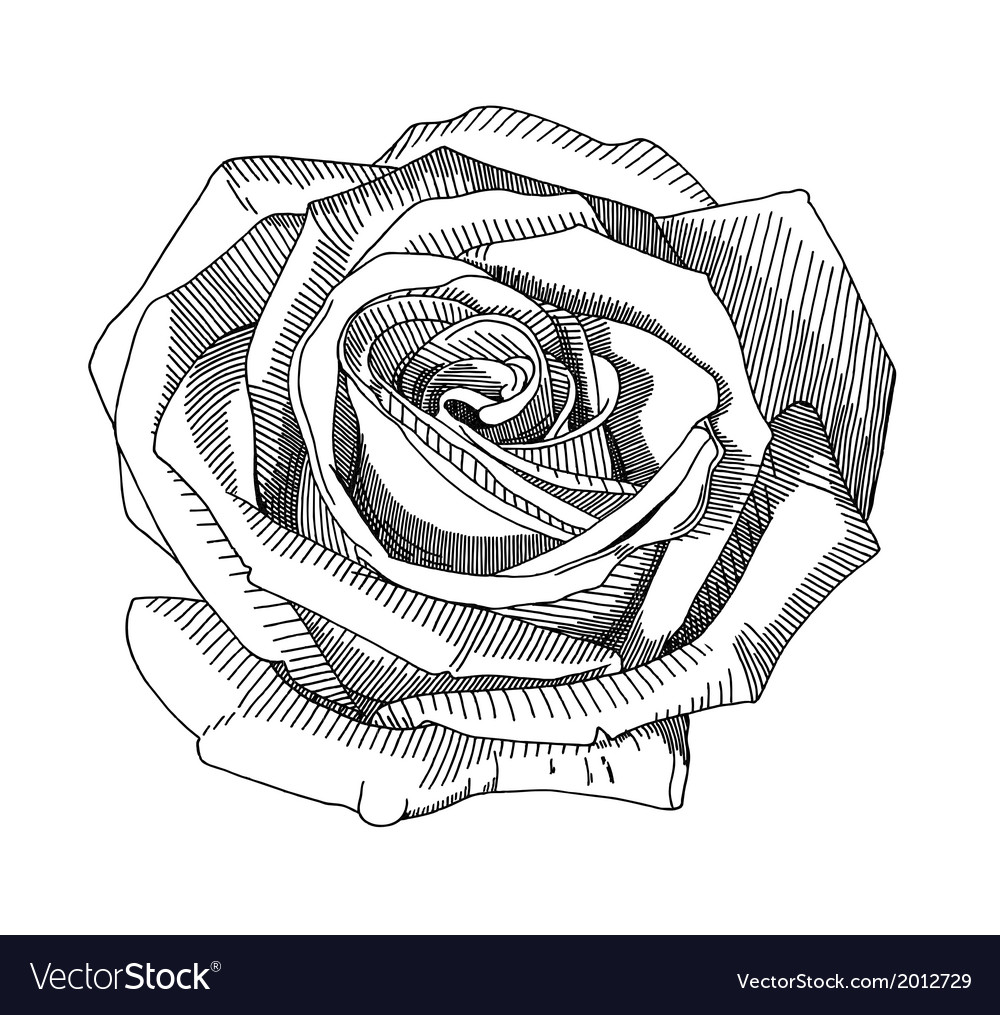 drawings of black roses