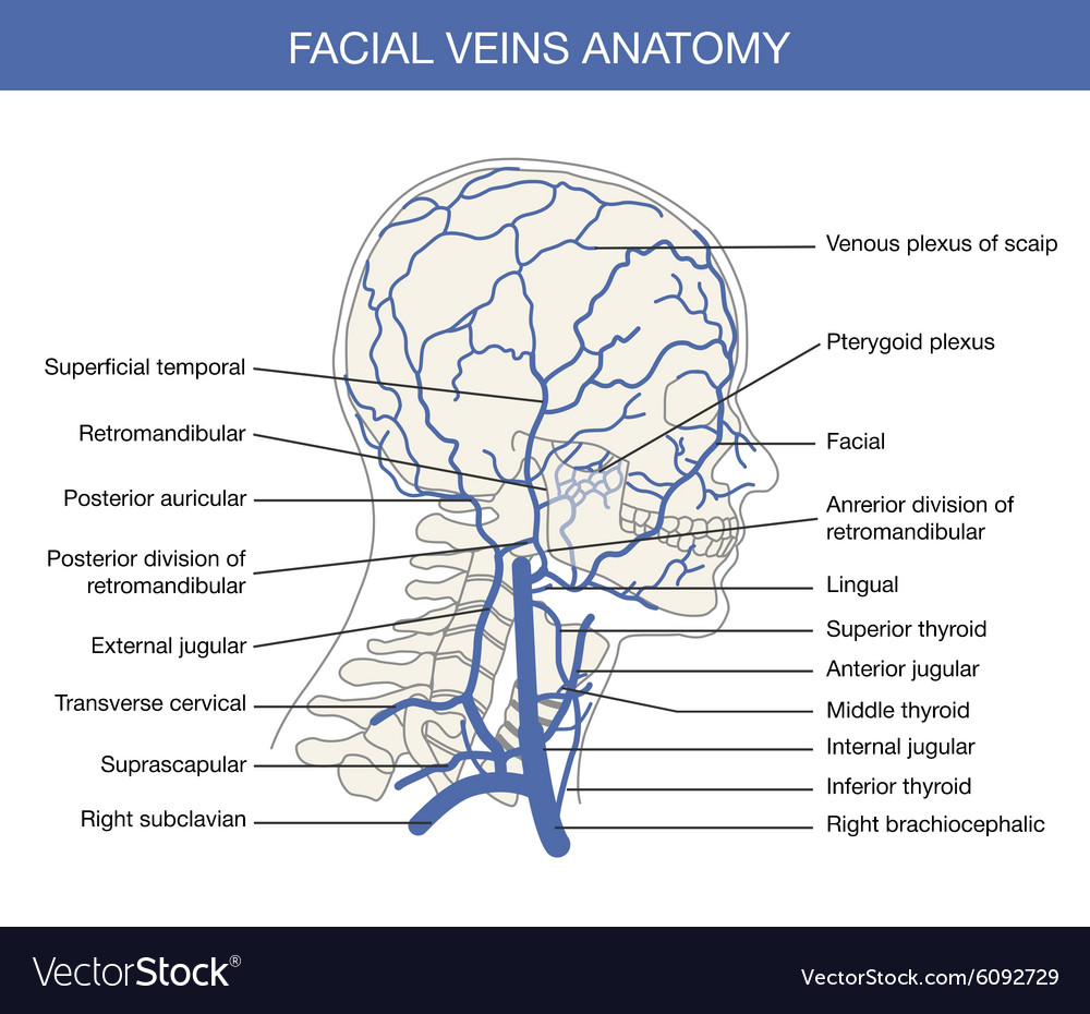 Human facial vein Royalty Free Vector Image - VectorStock