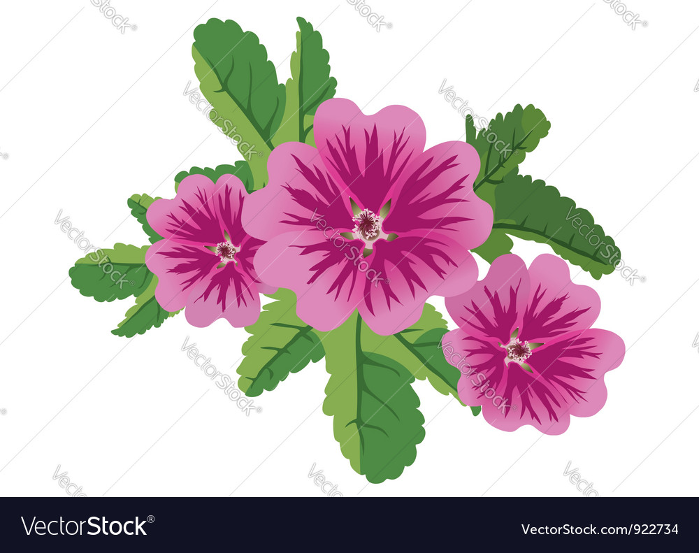 Malva Malva