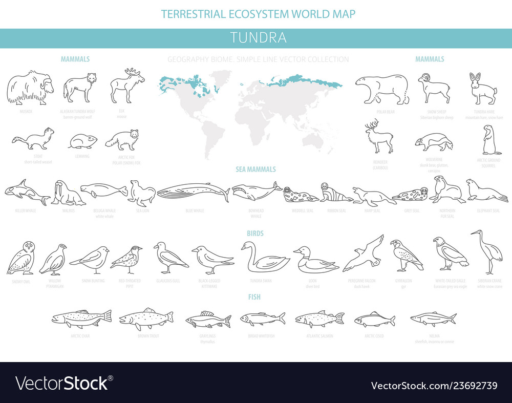 Tundra biome simple line style terrestrial Vector Image