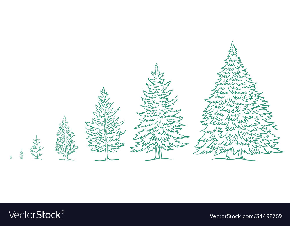 Christmas Tree Growth Stages Size Choice Vector Image