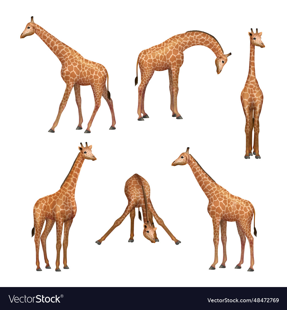 Giraffe wild african animals standing giraffe Vector Image