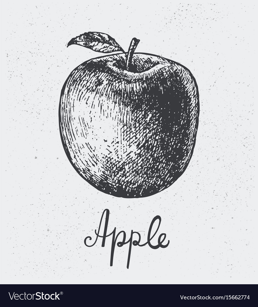 Hand drawn apple engraving style hand Royalty Free Vector